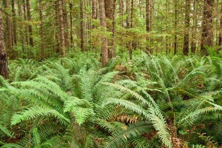 Foraging Wild Food in British Columbia Image